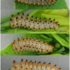 z polyxena larva4 volg